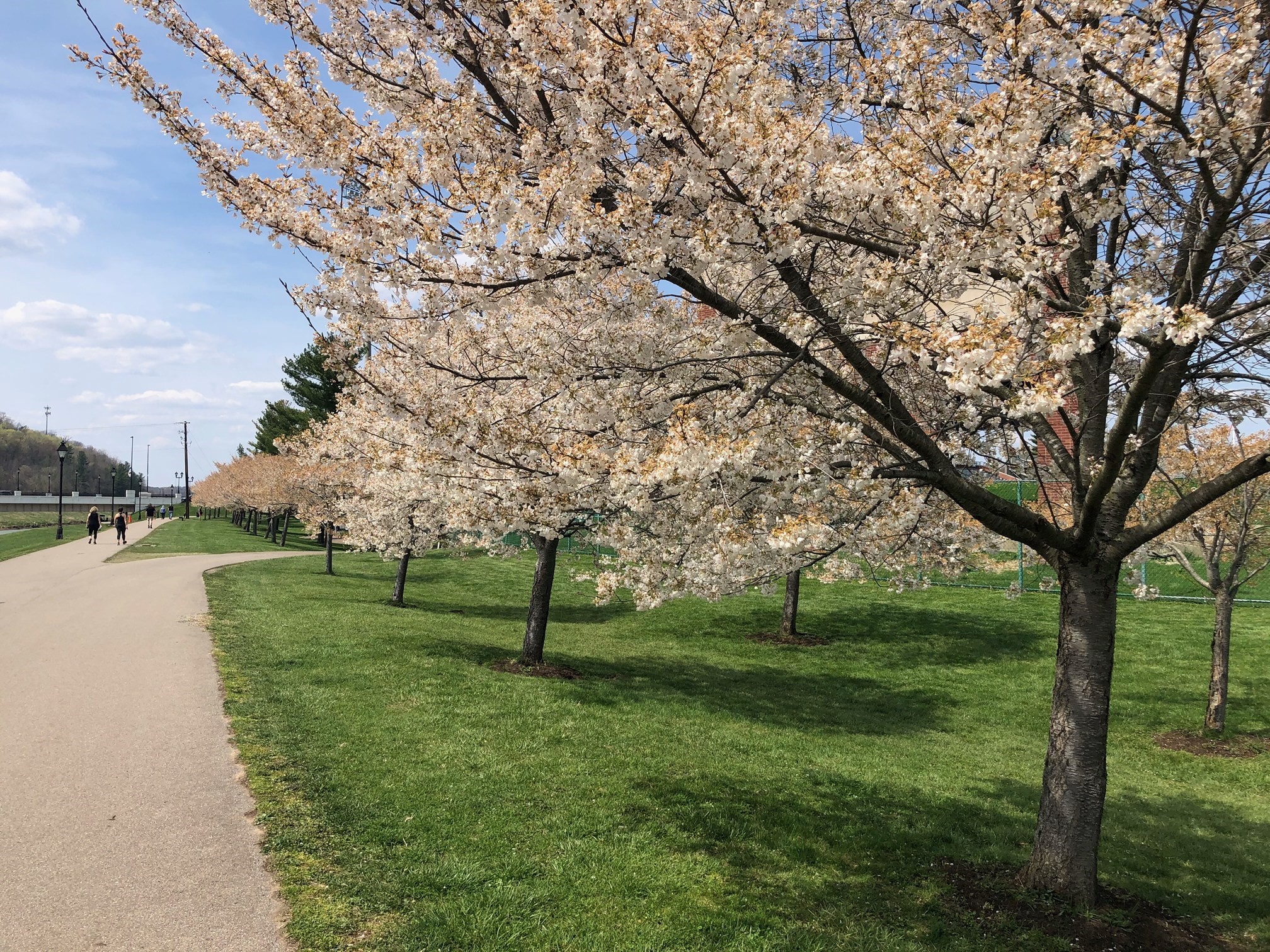 Cherry Blossoms at Ohio University Ohio University